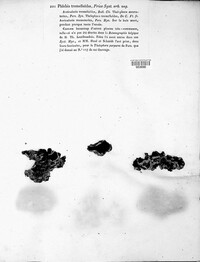 Phlebia tremelloides image